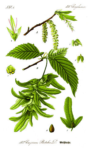 Carpinus betulus